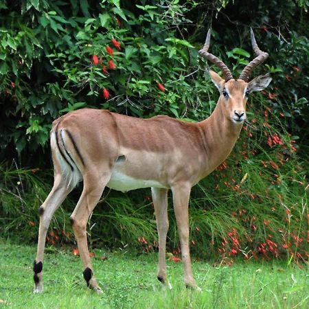 Legend Safaris 257B - In Kruger Park Lodge Hazyview Exteriör bild